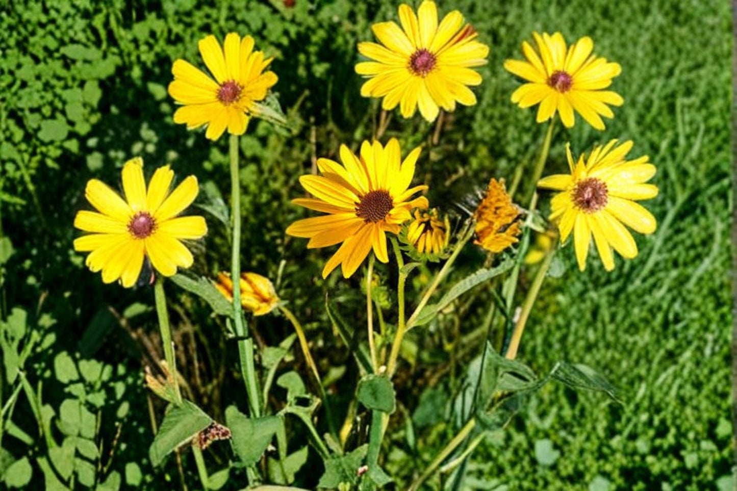 Helianthus angustifolius Swamp Sunflower Seeds, Native Wildflower, Pollinator Plant, Perennial, Bright Yellow Blooms, 200 Seeds