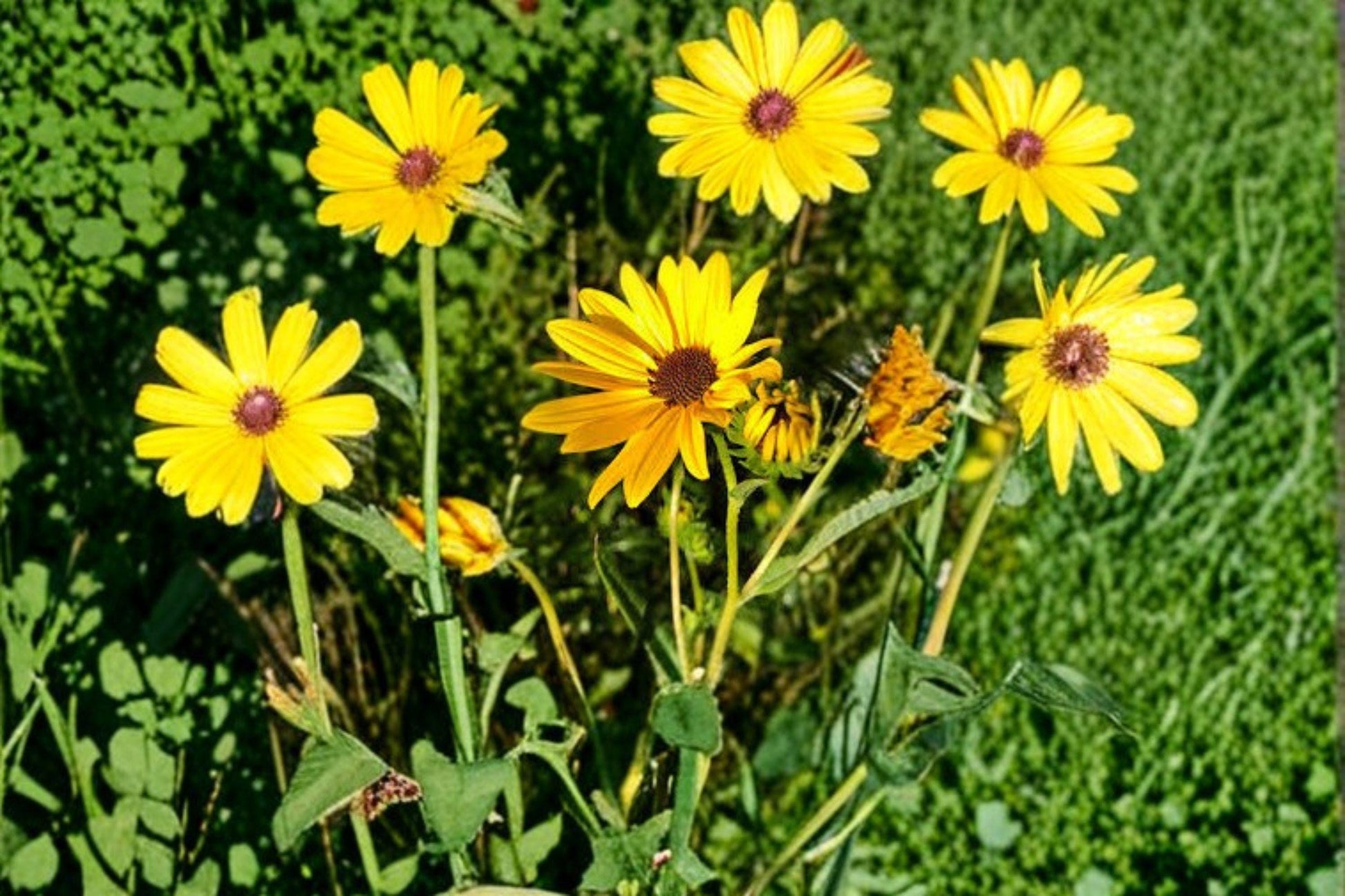 Helianthus angustifolius Swamp Sunflower Seeds, Native Wildflower, Pollinator Plant, Perennial, Bright Yellow Blooms, 200 Seeds