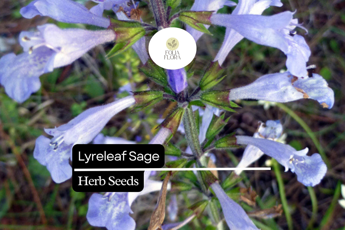 Lyreleaf Sage Seeds | 25 Perennial Wildflower Seeds | Salvia lyrata | Lavender-Blue Blooms | Pollinator-Friendly Ground Cover