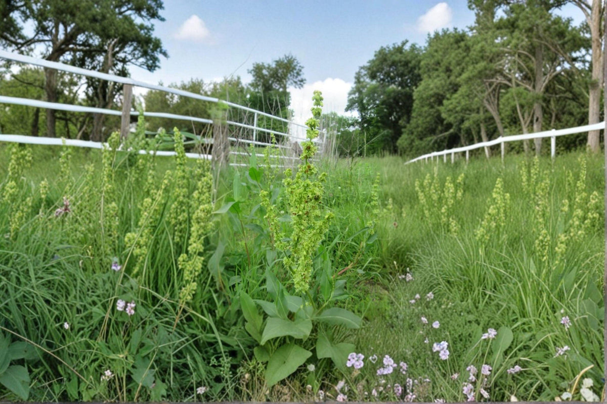 Pale Dock Seeds - 100 Count | Native Prairie Perennial | Rumex altissimus | Wildlife-Friendly Tall Foliage Plant