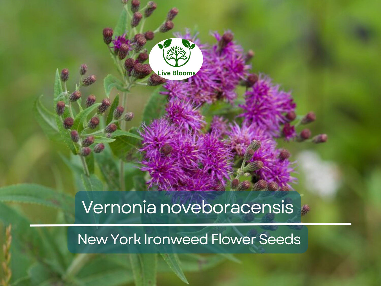 500 mg Vernonia noveboracensis Seeds | Native New York Ironweed Perennial Wildflower for Pollinator Gardens