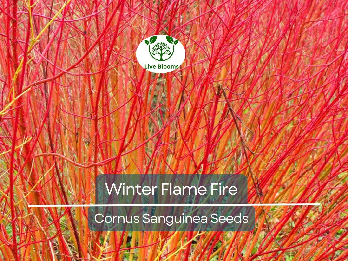 40 Winter Flame Fire Bush Seeds | Bloodtwig Red Dogwood with Vibrant Red Winter Stems