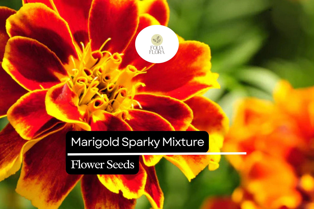 Sparky Mixture Marigold Seeds - Vibrant French Marigold Blend, Tagetes Patula, Red, Orange, Yellow for Gardens and Borders