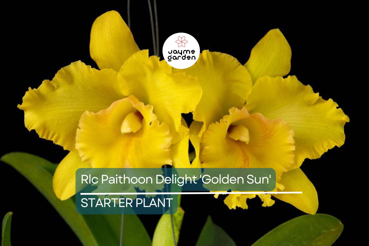 Rlc Pathoon Delight 'Golden Sun' Orchid | 3-Inch Potted Yellow Cattleya | Live Starter Plant for Indoor & Outdoor Use