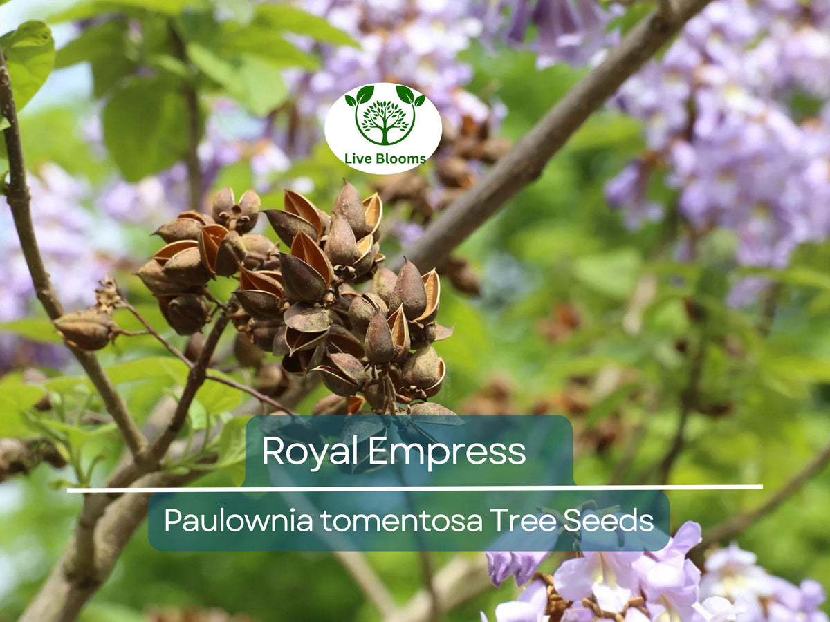 100 Royal Empress Tree Seeds, Purple Flowers, Fast-Growing Paulownia tomentosa, Decorative Landscape Plant for Garden