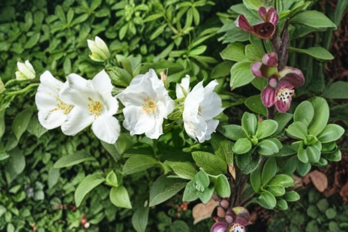 White Beach Rose Seeds - 25 Seeds - Rosa rugosa alba - Hardy Fragrant Japanese Flower for Coastal Gardens - Eco-Friendly Shrub