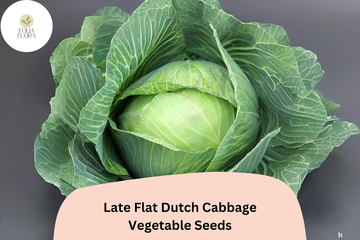 500+ Late Flat Dutch Cabbage Seeds | Brassica oleracea | Heirloom Storage Cabbage for Garden Planting