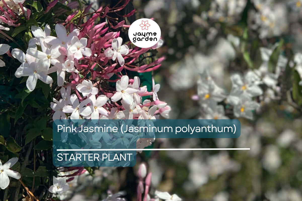 Pink Jasmine Starter Plant | 2" Pot | Fragrant Climbing Vine | Jasminum polyanthum | Pet Safe & Air Purifying Plant