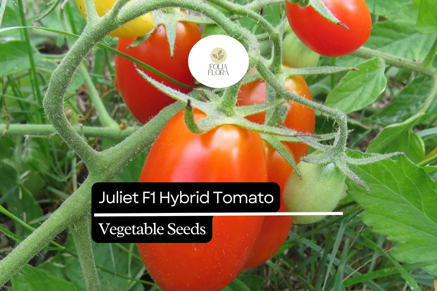 10 Seeds Juliet F1 Hybrid Tomato - High-Yield, Sweet, Crack-Resistant Grape Tomatoes