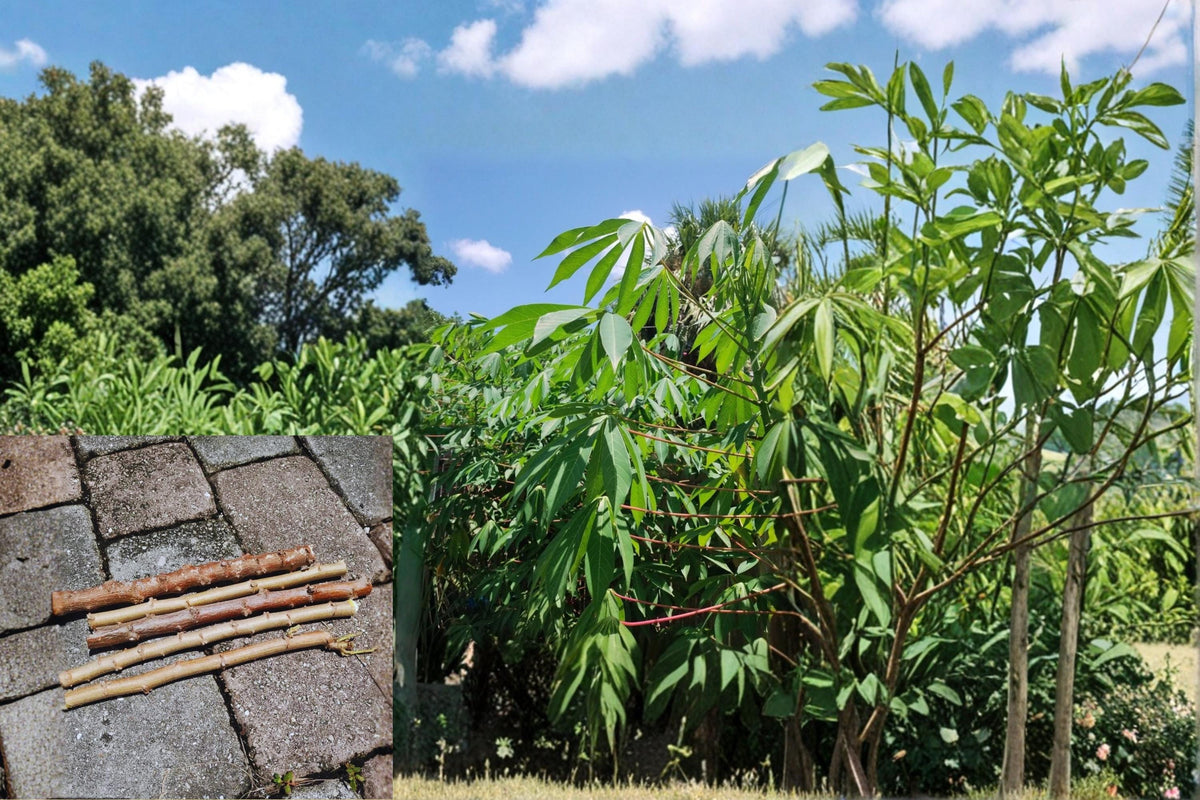 Red Cassava Cuttings 15 Pack 9–12 Inch Manihot esculenta Yuca Plant Cuttings for Propagation