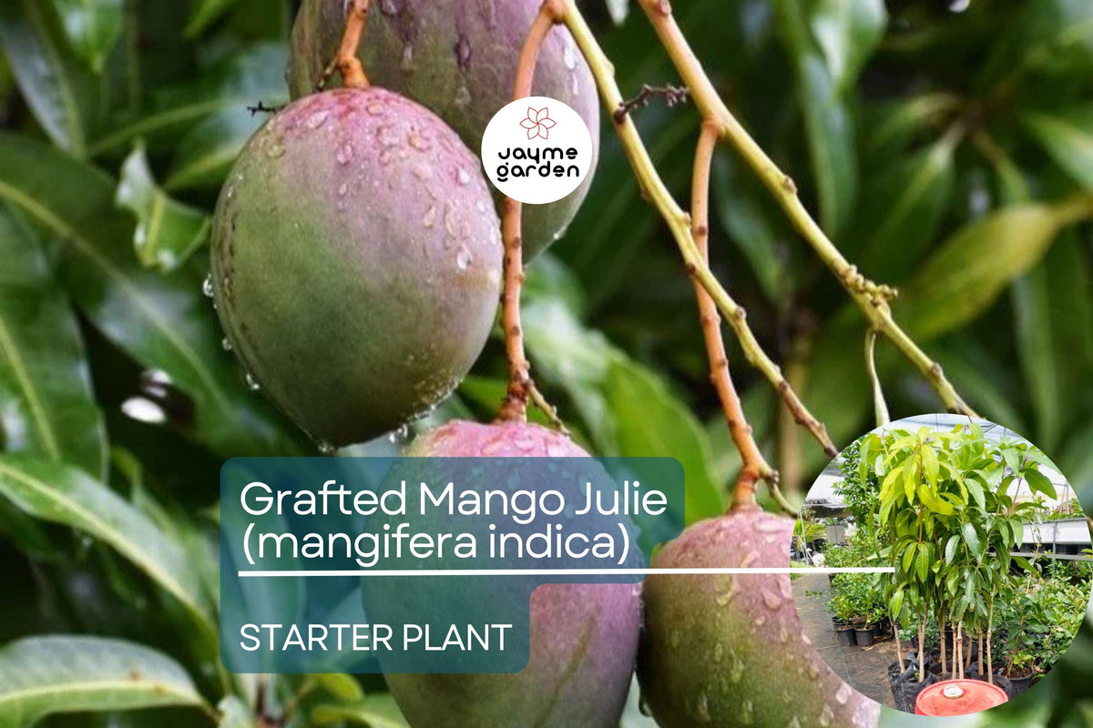 Grafted Mango Tree Seedling 3’-4’ Tall, Julie Variety, Mangifera indica, Sweet Fiber-Free Mangoes, Tropical Garden Plant