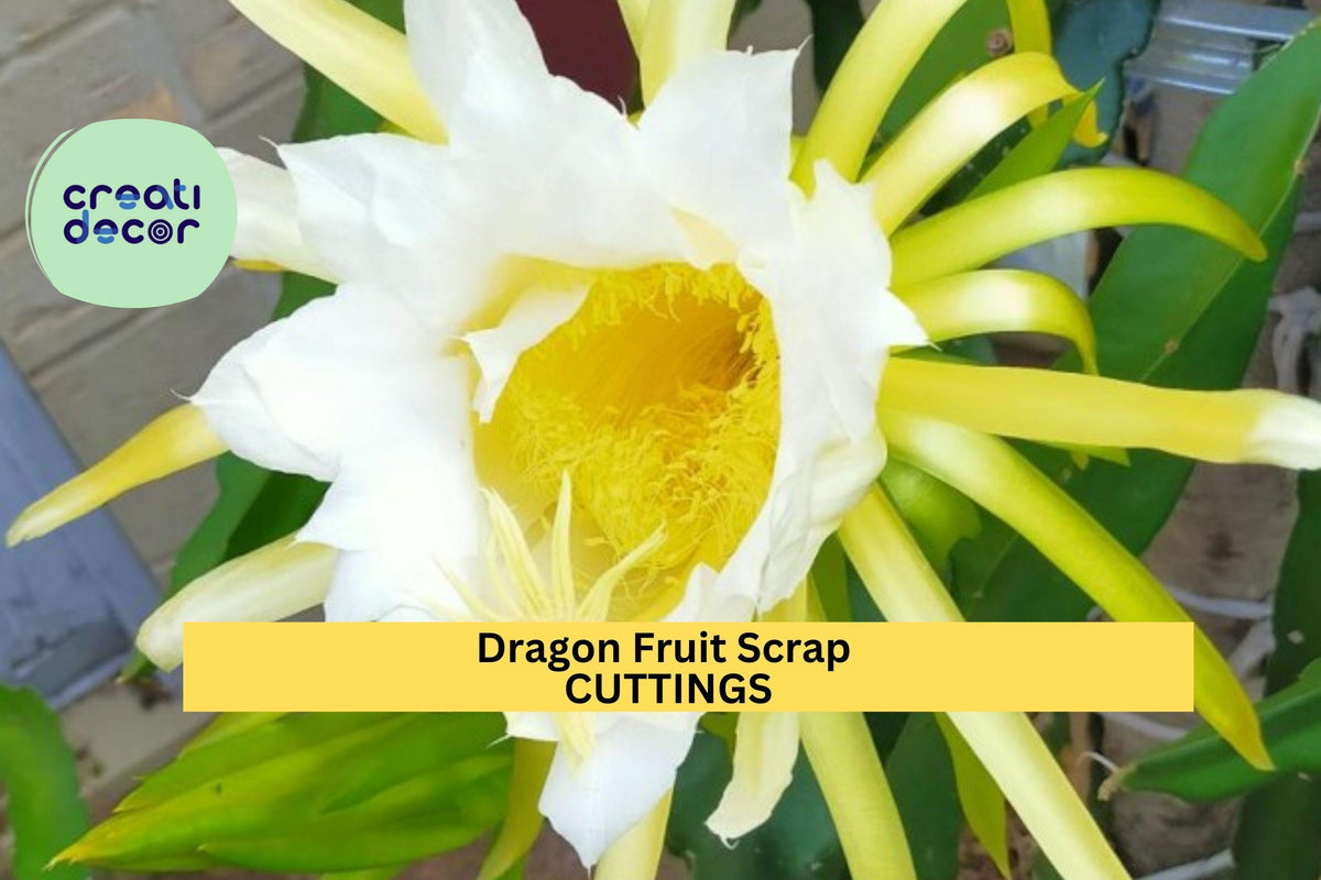 8 American Beauty Dragon Fruit Scrap Cuttings – Self-Pollinating Hylocereus for Propagation