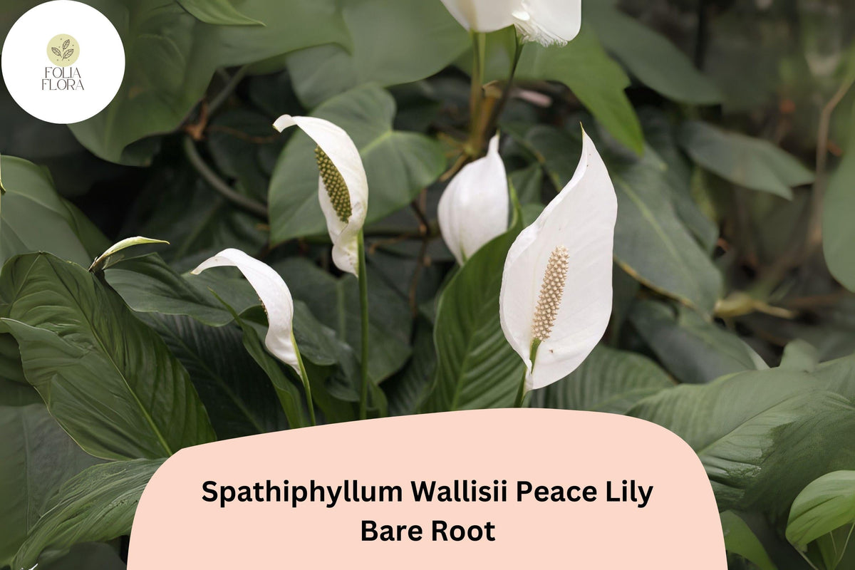Peace Lily Houseplant 1 Live Bare Root White Flower Spathiphyllum wallisii | 6–12” Indoor Tropical Plant