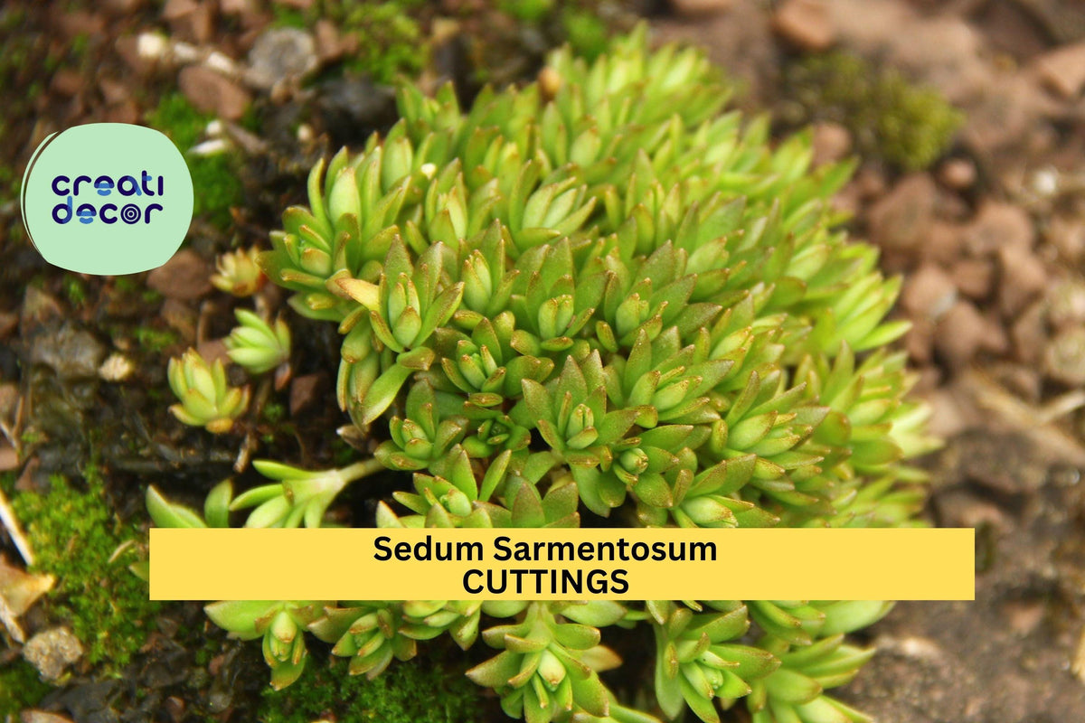 50 Sedum Sarmentosum Cuttings | Fast Growing Creeping Succulent Ground Cover