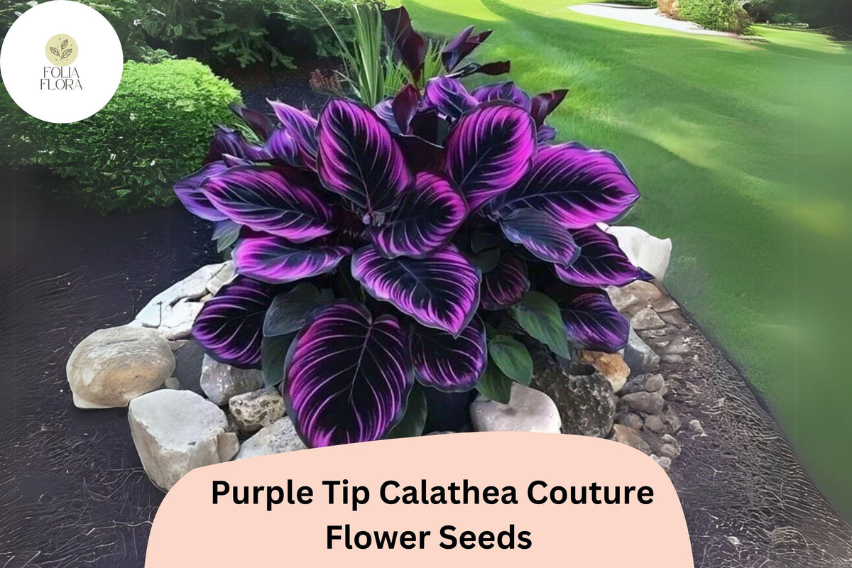 Calathea Couture Seeds | 25+ Purple Tip Seeds | Tropical Foliage Plant (Calathea sp.) | Air-Purifying & Pet-Safe Houseplant