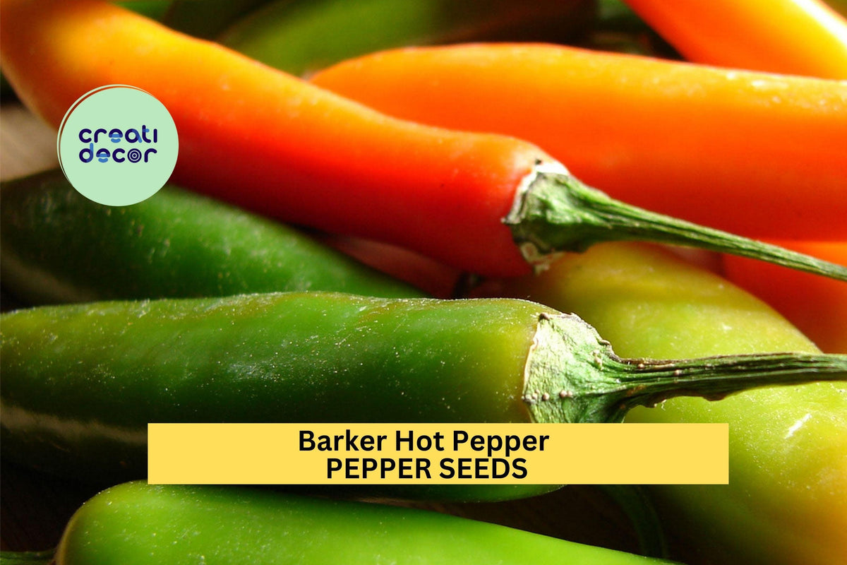 Barker Hot Pepper Seeds - 3pcs 250mg Capsicum annuum, New Mexico Chile for Salsas, Roasting, Spicy Garden Harvests