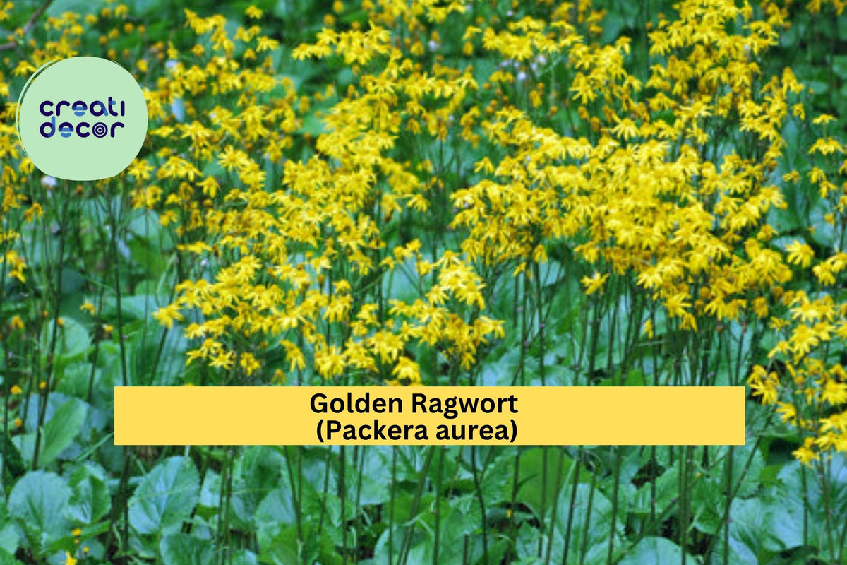 Golden Ragwort Seeds - 100 Non-GMO Packera aurea - Native Wildflower Groundcover for Shade, Pollinator Plant, Zones 3–9