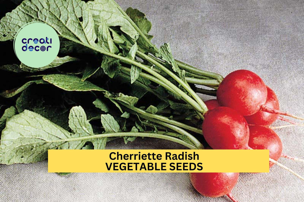 500+ Cherriette Radish Seeds – Fast-Growing Crisp Red Radishes for Spring & Fall Gardens