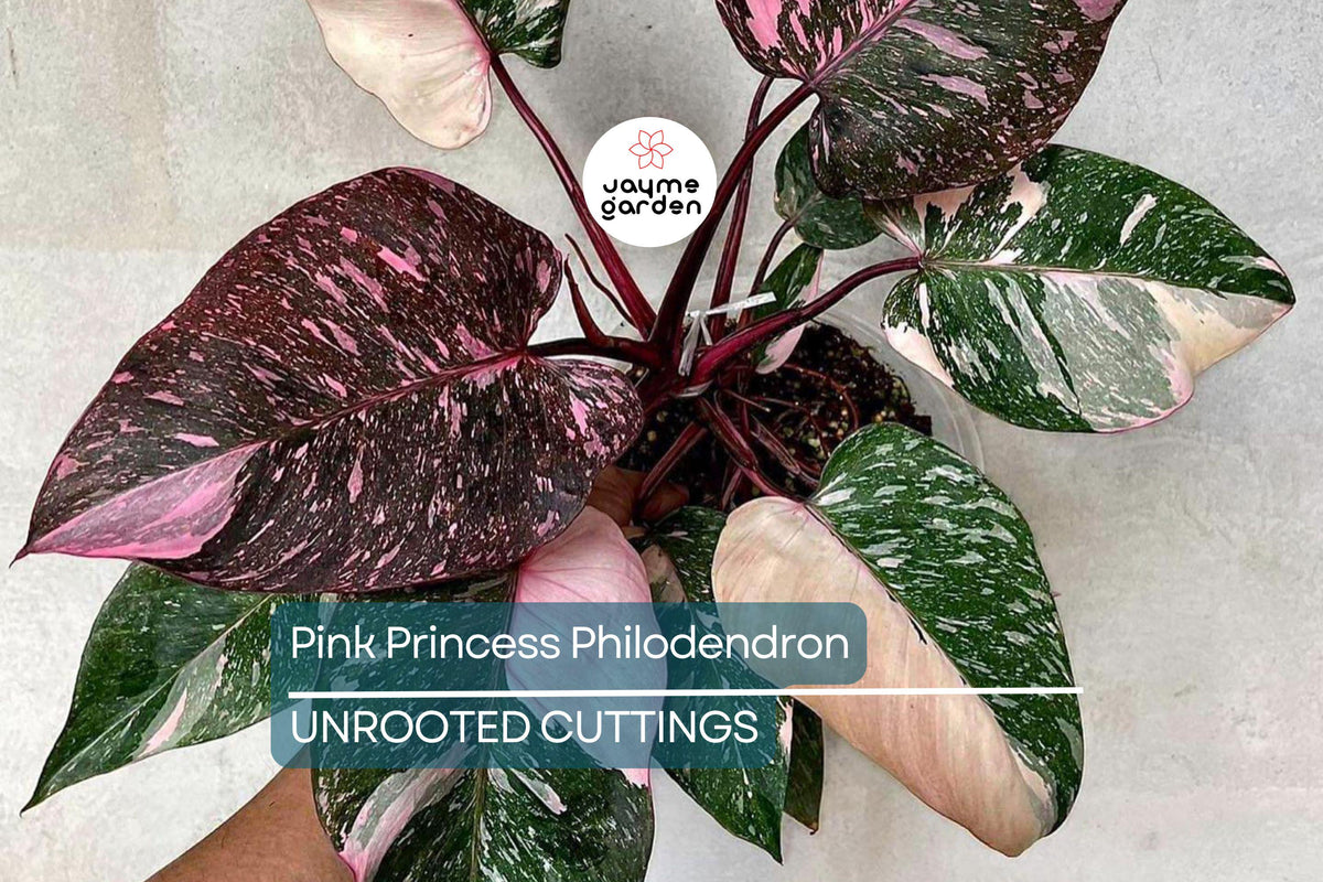 Pink Princess Philodendron Cutting - High Variegation, Rare Houseplant (Philodendron Erubescens) - Indoor/Outdoor Propagation