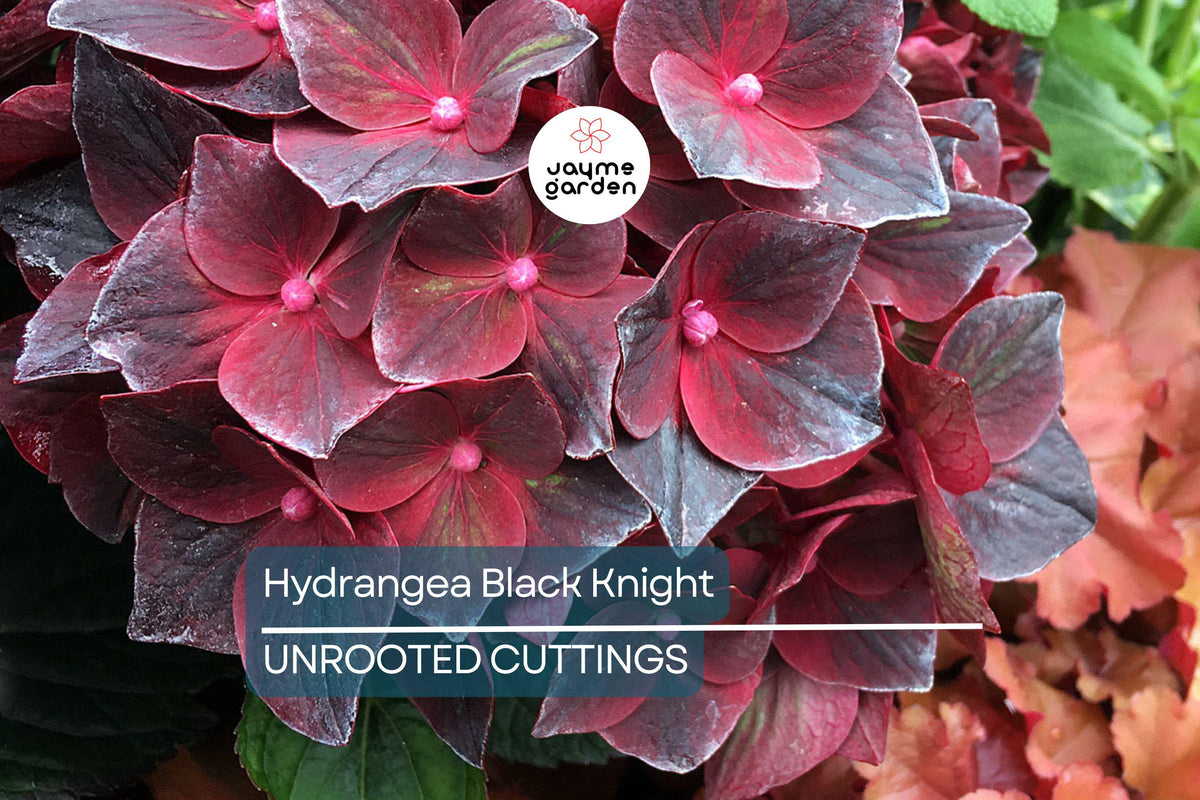 Hydrangea Cuttings - 3 Fresh Cuttings of Black Knight - Rare Dark Bloom - Hydrangea macrophylla 'Black Knight' for Rooting