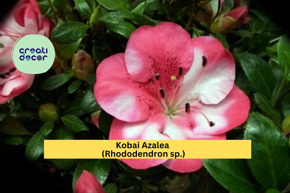Kobai Azalea Starter Plant - Bi-Color Pink-Red Blooms - Rhododendron Deciduous Hybrid - Hardy Garden Shrub for Spring Color