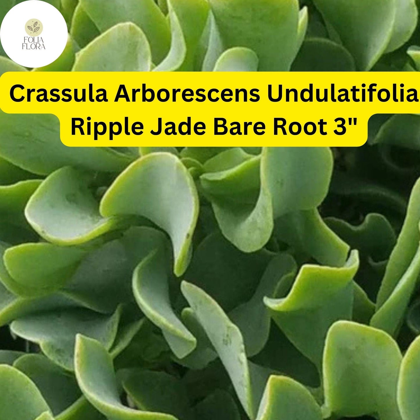 Crassula Arborescens Undulatifolia ‘Ripple Jade’ | Unique Wavy Leaf Succulent | 1 Live 3” Bare Root Plant