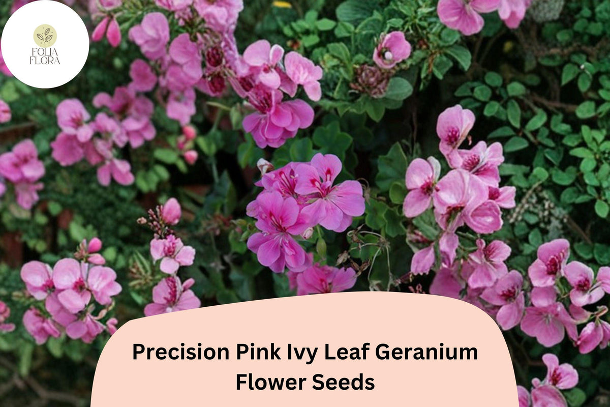 25+ Precision Pink Ivy Leaf Geranium Seeds | Trailing Pink Blooms | Pelargonium peltatum ‘Precision Pink’ for Baskets & Containers