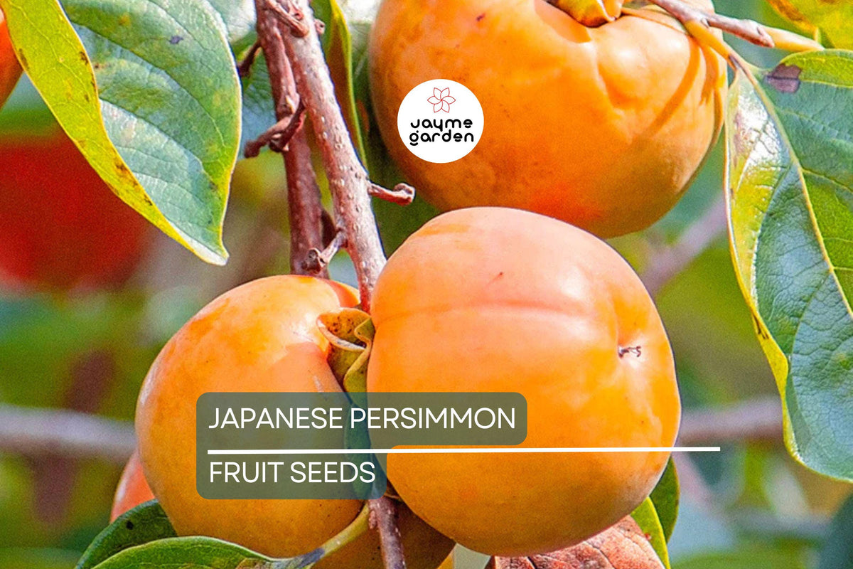Japanese Persimmon Tree Seeds - 10 Pack - Diospyros kaki - Hardy Edible Fruit - Vibrant Fall Color - Grow Your Own Fruit Tree