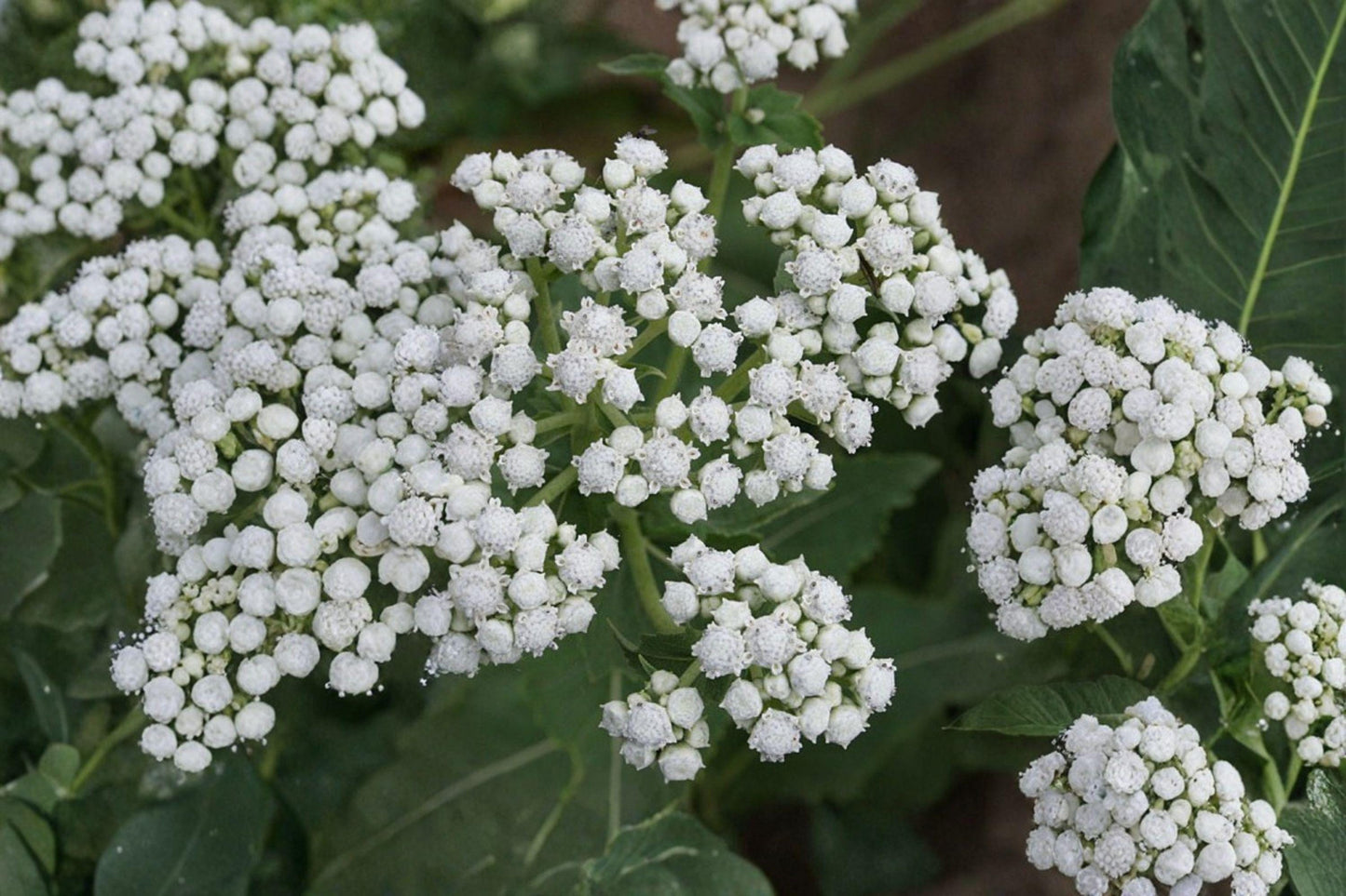 Wild Quinine Seeds – Native Prairie Perennial – Parthenium integrifolium – Pollinator Plant for Gardens