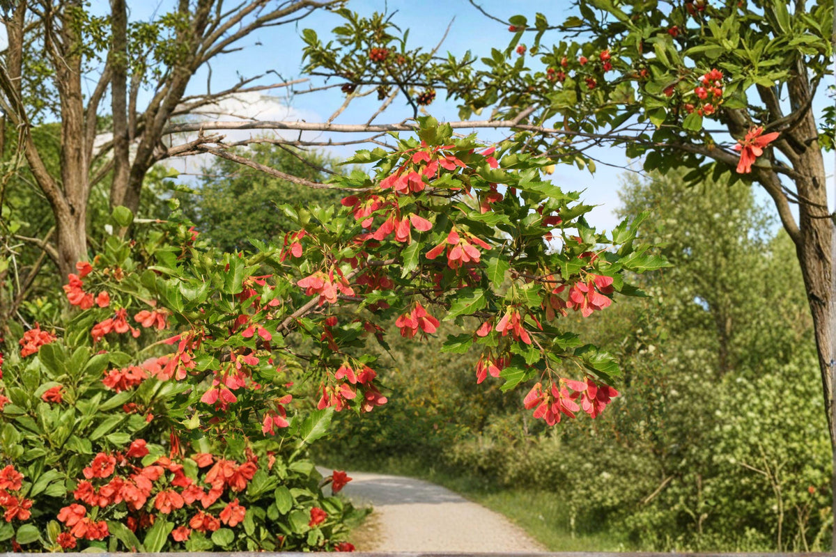 Amur Maple Seeds - 10 Pack - Acer ginnala - Brilliant Red Fall Color - Hardy Compact Ornamental Tree for Small Landscapes