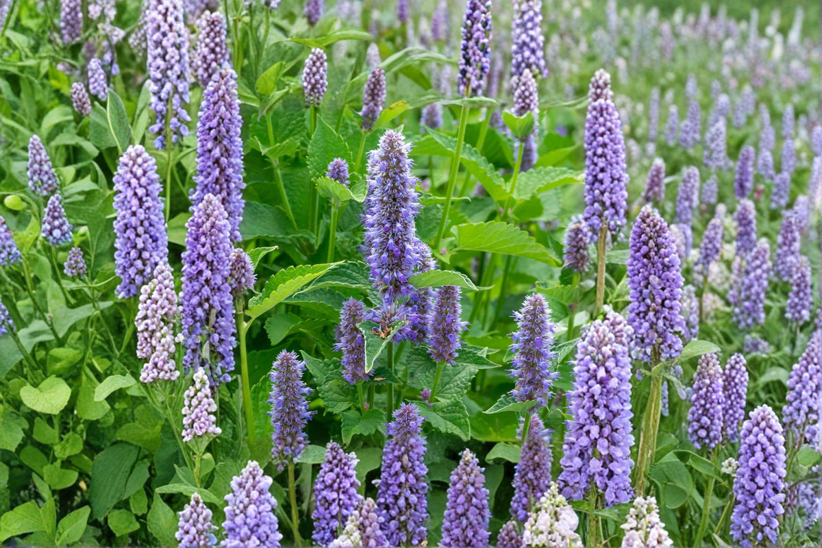 Anise Hyssop Seeds – 100 Count – Agastache foeniculum – Fragrant Native Perennial Herb for Pollinators