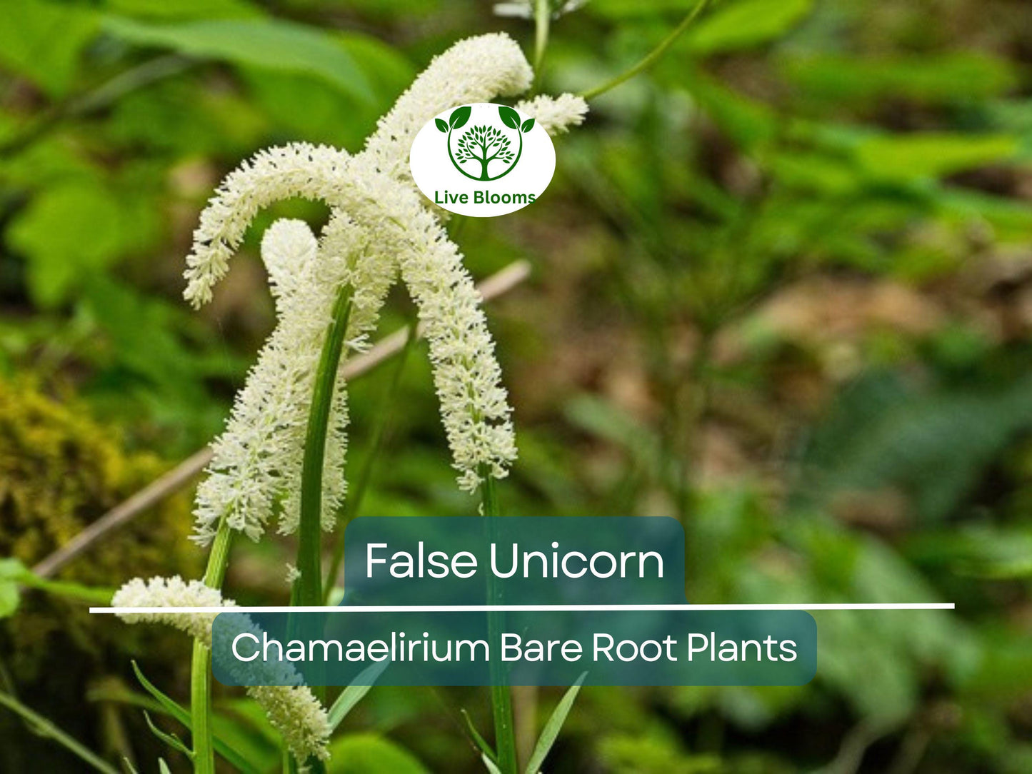 3 False Unicorn Plants - Chamaelirium luteum Bare Root Native Woodland Perennial for Shade Gardens