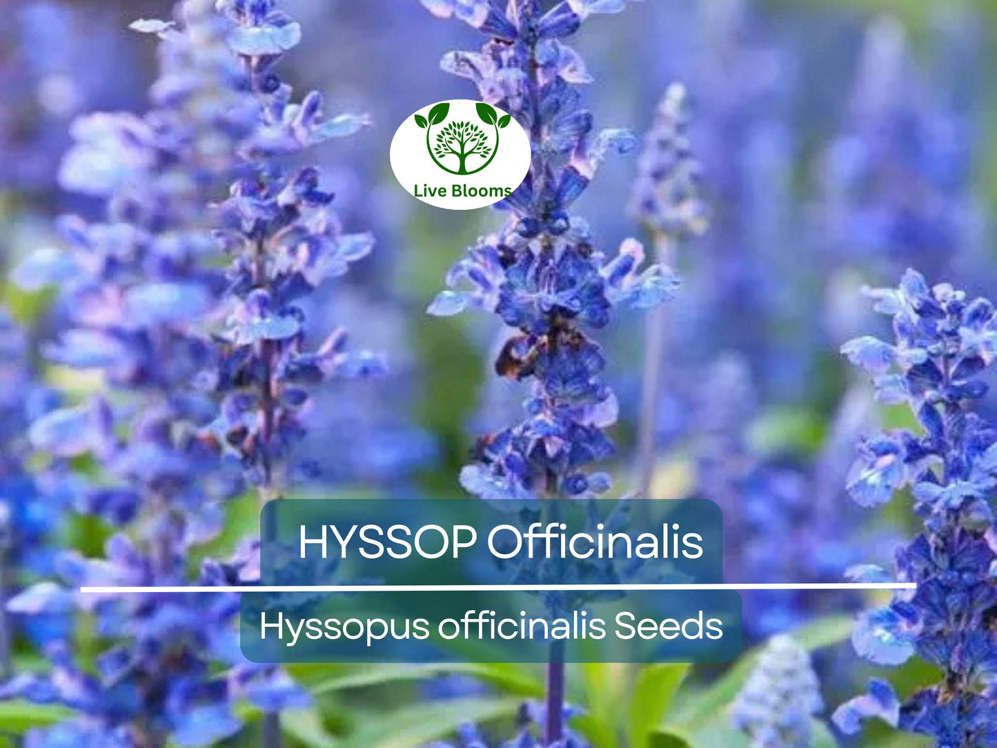 200 Seeds Hyssop Officinalis Perennial Herb - Drought-Tolerant, Pollinator-Friendly, Non-GMO