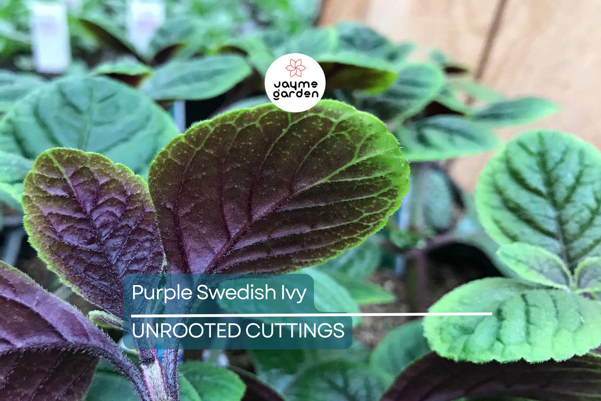 Purple Swedish Ivy Cuttings (4) - Millionaria - Easy Care Indoor/Porch Plant - 4-6" Purple Foliage - Fast Growing Houseplant
