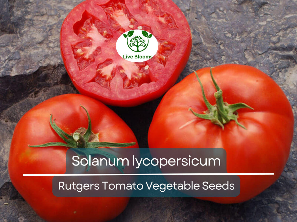 Rutgers Tomato Seeds 100 mg | Heirloom Variety Solanum lycopersicum | Juicy Red Tomatoes for Home Gardening & Canning