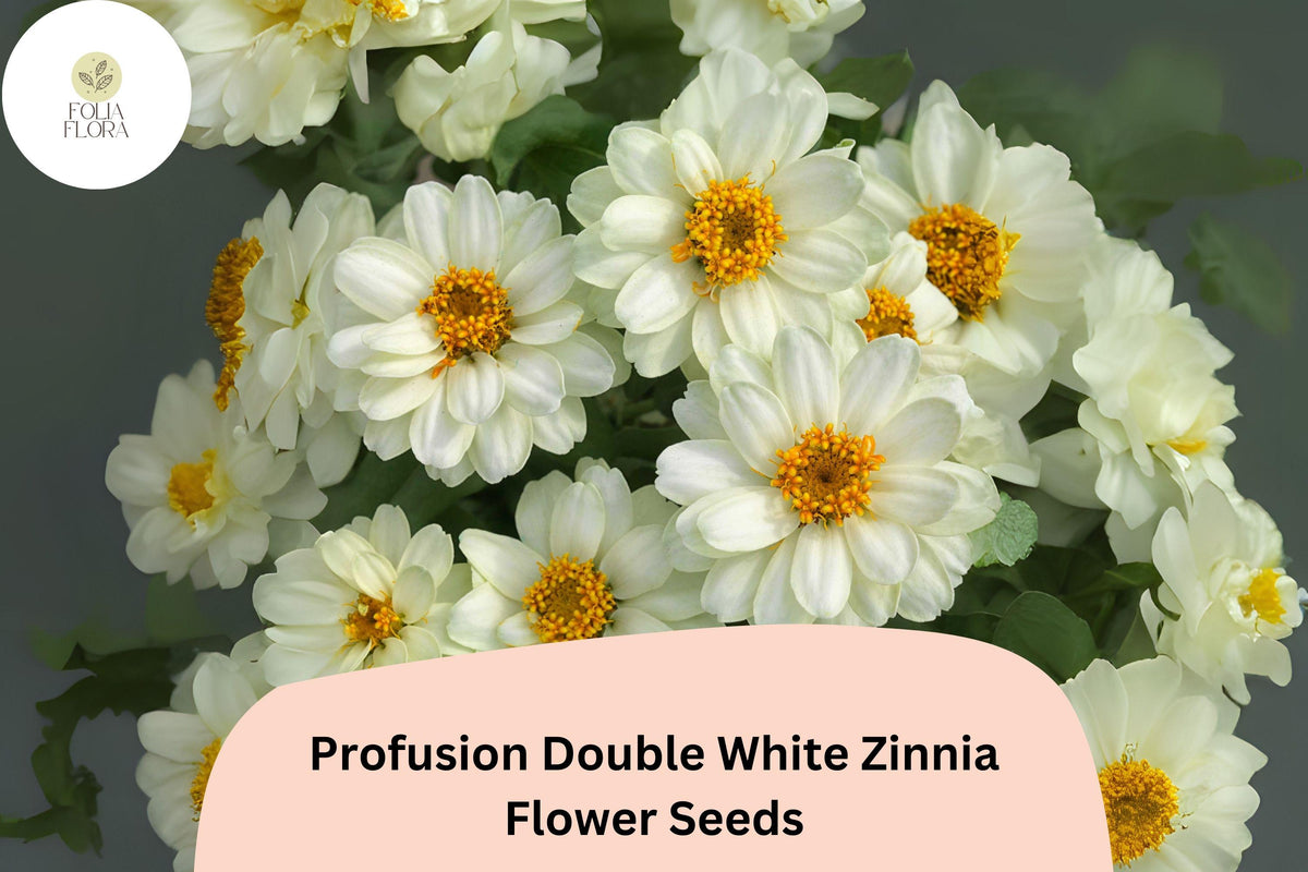 Profusion Double White Zinnia Seeds | 100+ Pure White Blooms | Easy Grow Annual Flowers | Zinnia elegans