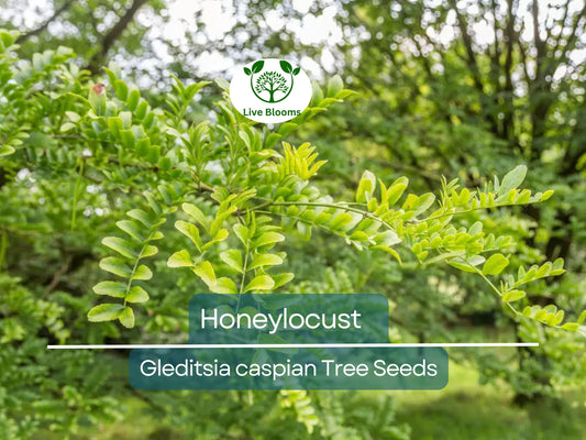 10 Honeylocust Tree Seeds (Gleditsia caspian) | Fast-Growing, Hardy Shade & Landscaping Tree
