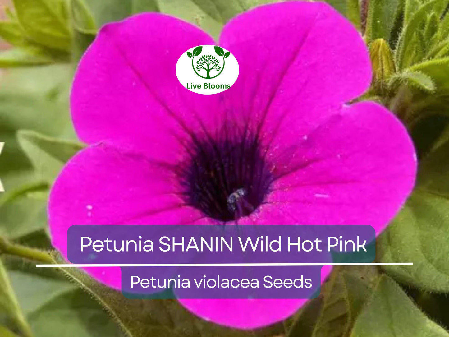 2000 Seeds Petunia SHANIN Wild Hot Pink - Vibrant Spring Garden Flowers, Easy to Grow Annual Petunia x hybrida