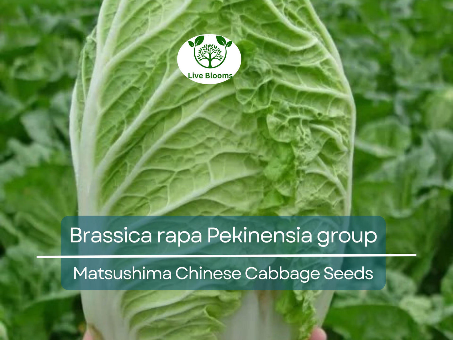 150 Seeds Chinese Cabbage Matsushima - Heirloom Brassica rapa Pekinensia for Gardening & Fresh Harvest