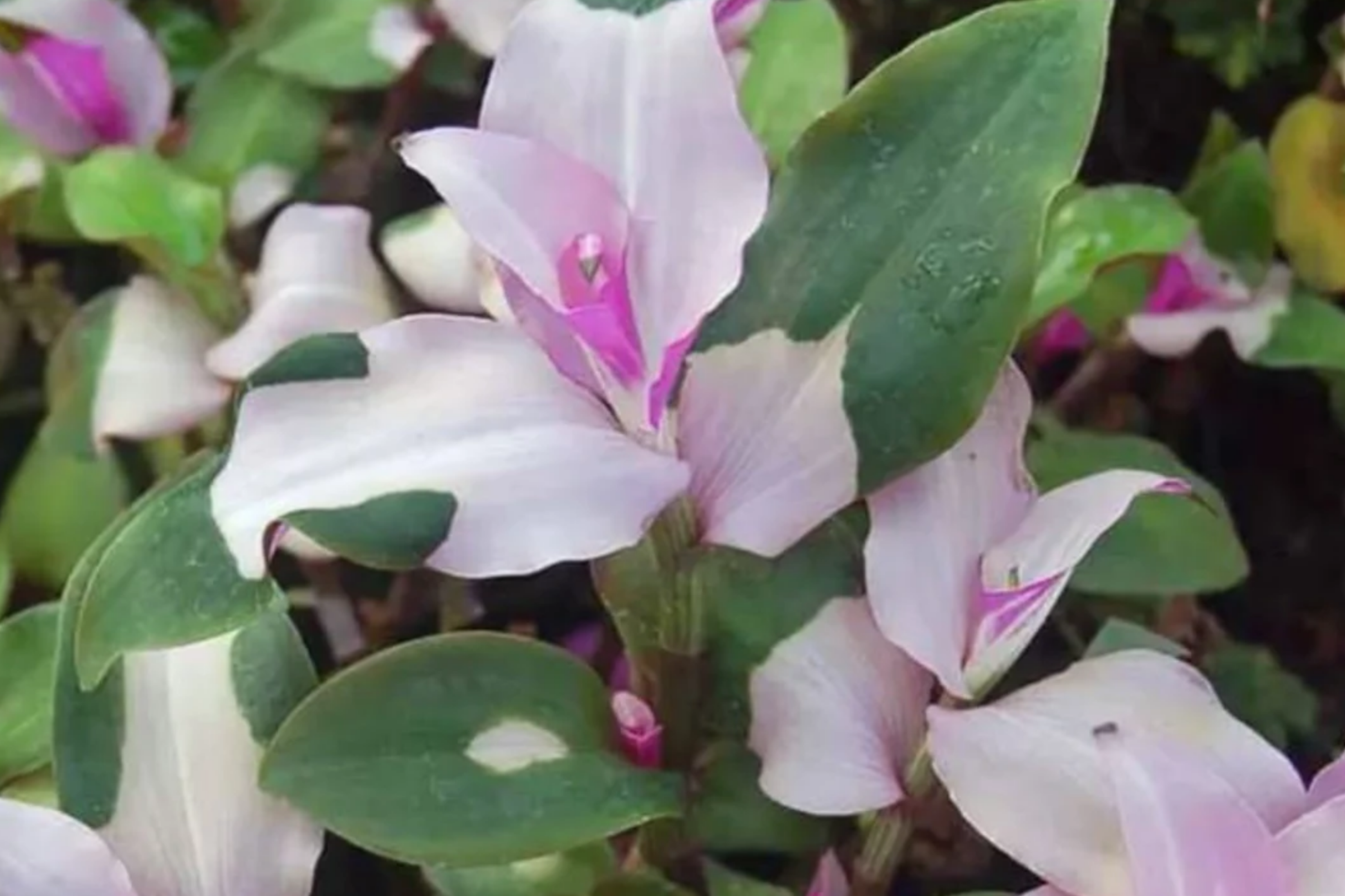 Variegated Tradescantia Blushing Bride Cuttings | Colorful Foliage | Easy to Grow Wandering Jew Plant | Indoor & Outdoor Trailing Houseplant