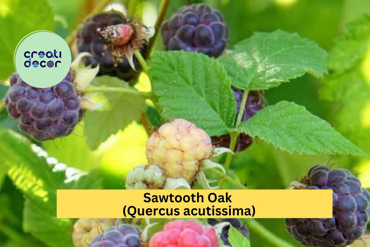 Glencoe Thornless Raspberry Plants - 2 Live Rubus idaeus ‘Glencoe’ - Sweet Purple Fruit Hybrid for Edible Gardens
