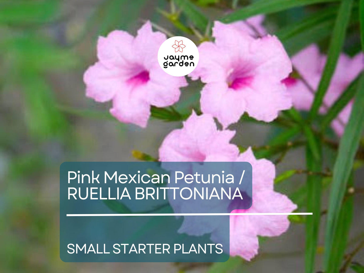 5 Small Starter Plants Pink Mexican Petunia (Ruellia brittoniana) - Tropical Perennials, Bare Root, Vibrant Pink Flowers