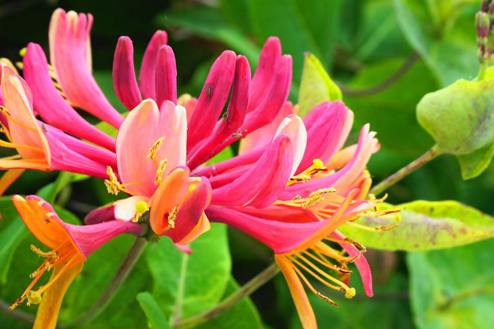 Unrooted Honeysuckle Plant Cuttings | Fragrant Vine | 6"-8" Long | Climbing Honeysuckle | Lonicera spp.