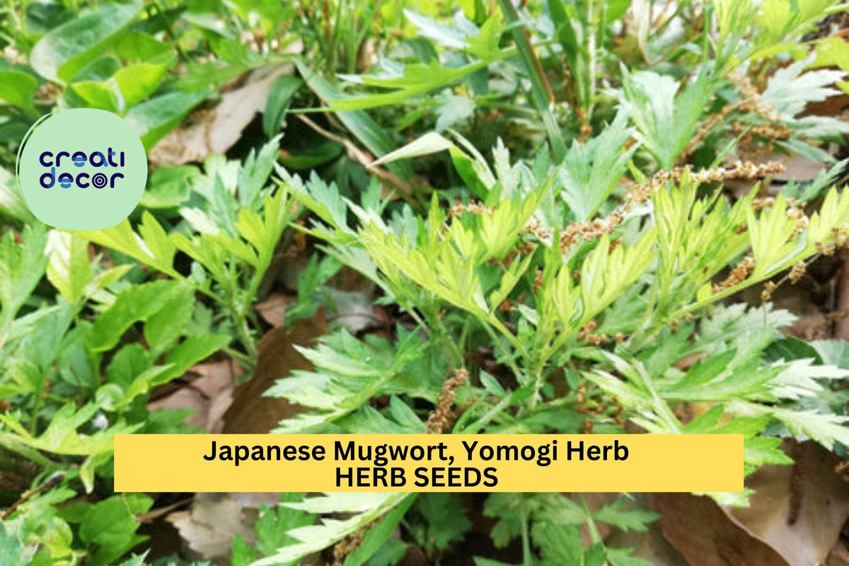 Japanese Mugwort Seeds - 3pcs of 100mg Yomogi (Artemisia princeps) - Hardy Culinary Herb for Tea & Garden Use, Silvery-Green Foliage