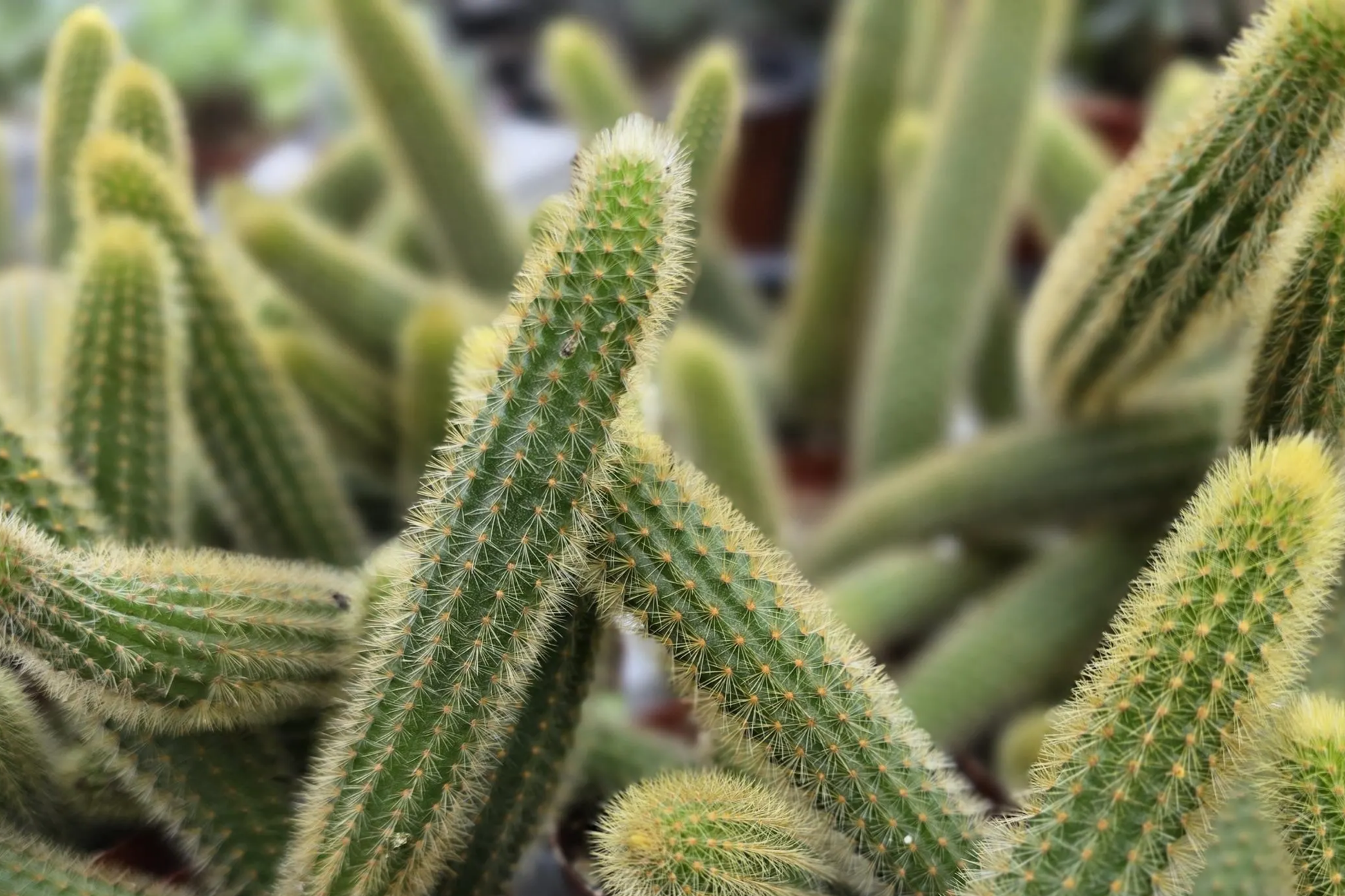 Gold Rat Tail Cactus Cuttings | 3 Live Unrooted Cleistocactus Succulent for Hanging Baskets & Xeriscaping