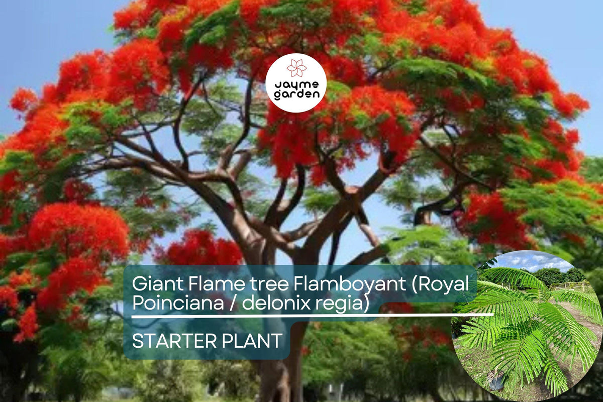 Giant Flame Tree 5 ft | Royal Poinciana | Delonix Regia | Tropical Ornamental Tree with Stunning Red Flowers