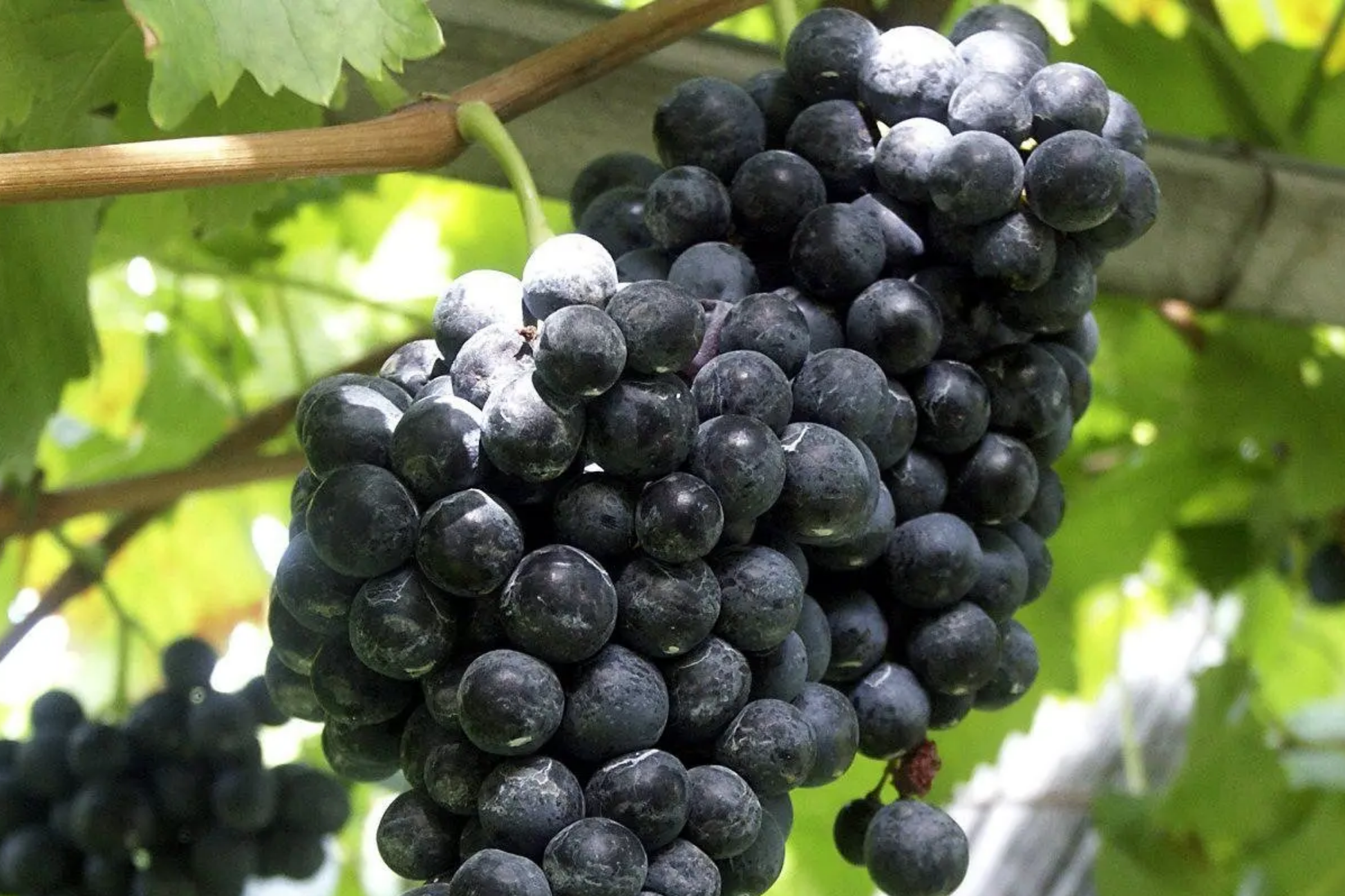 Fredonia Grape Cuttings - Organic, Unrooted, Cold-Hardy, Disease-Resistant Vitis labrusca 'Fredonia' for Home Vineyard