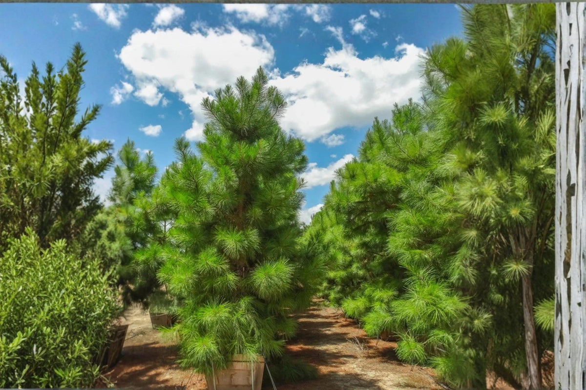 Loblolly Pine Live Plants 1-2 ft Tall Evergreen Tree Pinus taeda for Landscaping Windbreaks Privacy Screening