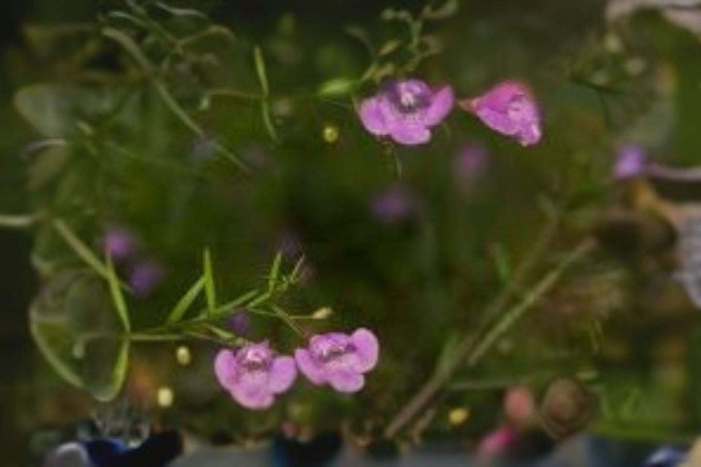 Agalinis tenuifolia Seeds – Slender False Foxglove, Pink Native Wildflower for Meadows & Pollinator Gardens, 250 Seeds