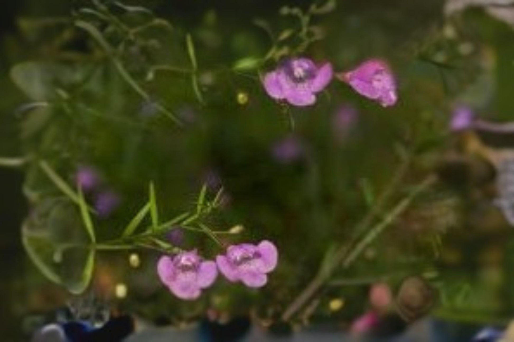Agalinis tenuifolia Seeds – Slender False Foxglove, Pink Native Wildflower for Meadows & Pollinator Gardens, 250 Seeds